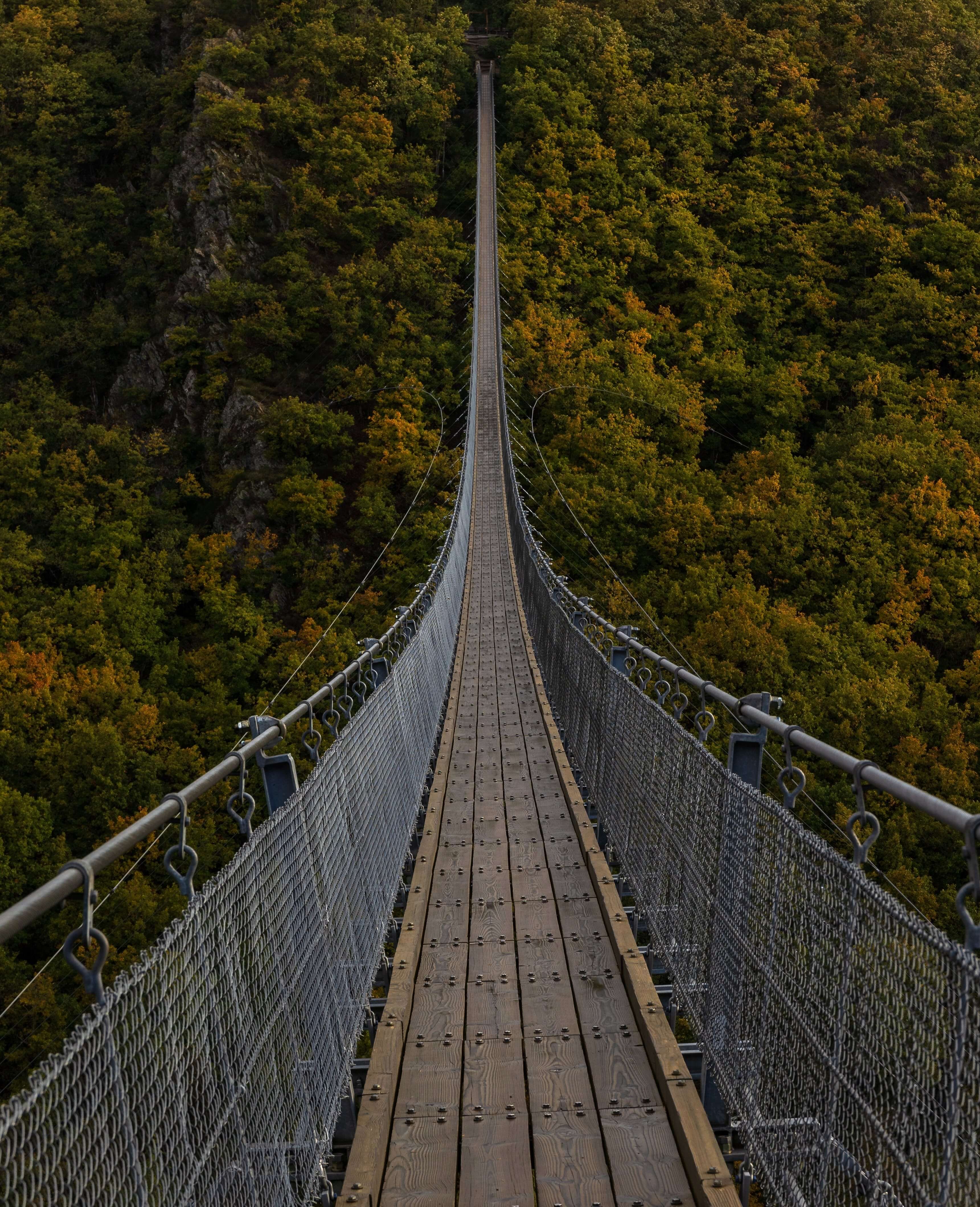 A very long bridge, over the forest..